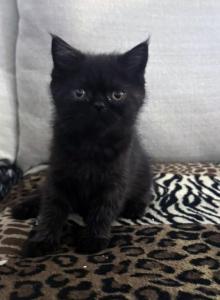 Cocoa is a Lovely Female Black Ghost Tabby - Exotic Kitten For Adoption - Las Vegas&comma; NV&comma; US