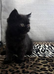 Cocoa is a Lovely Female Black Ghost Tabby - Exotic Kitten For Adoption - Las Vegas&comma; NV&comma; US