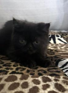 Jack Pumpkin is a Sweet Solid Black Persian Exotic - Exotic Kitten For Adoption - Las Vegas&comma; NV&comma; US