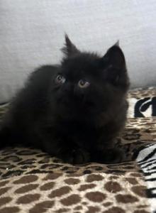 Jack Pumpkin is a Sweet Solid Black Persian Exotic - Exotic Kitten For Adoption - Las Vegas, NV, US Jack Pumpkin is a Sweet Solid Black Persian Exotic - Exotic Kitten For Adoption - Las Vegas, NV, US