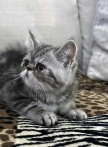 Ace is a Beautiful Silver Tabby - Exotic Kitten For Sale - Las Vegas&comma; NV&comma; US