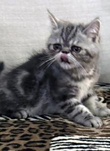 Ace is a Beautiful Silver Tabby - Exotic Kitten For Sale - Las Vegas&comma; NV&comma; US