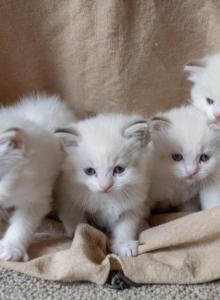 Ragdoll Lynx Kitten - Ragdoll Kitten For Sale - Marshall&comma; WI&comma; US