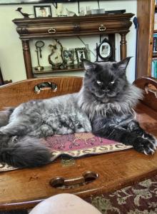 Risa litter of 5 - Maine Coon Kitten For Sale - Hayden&comma; ID&comma; US