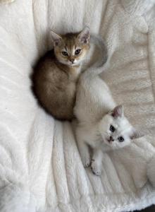 Kiwi - British Shorthair Kitten For Sale - Summit&comma; IL&comma; US