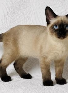 Female Siamese kitten - Siamese Kitten For Sale - Terrell&comma; TX&comma; US