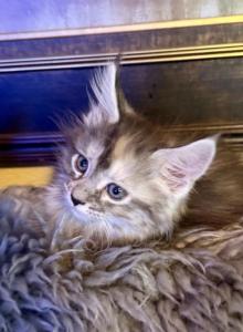 Maine coon litter - Maine Coon Kitten For Sale - Co Spgs, CO, US Maine coon litter - Maine Coon Kitten For Sale - Co Spgs, CO, US