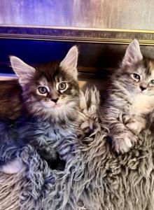 Maine coon litter - Maine Coon Kitten For Sale - Co Spgs&comma; CO&comma; US