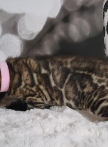 Moons litter clouded rosettes bengal kittens - Bengal Kitten For Sale - Saint Augustine&comma; FL&comma; US