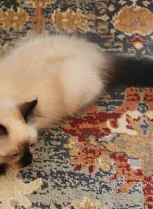 Spring Kittens - Ragdoll Kitten For Sale - TX, US Spring Kittens - Ragdoll Kitten For Sale - TX, US