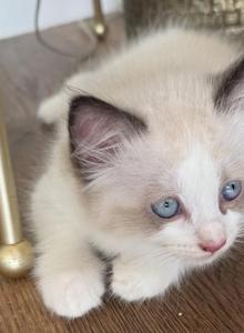 May 24th Litter Bi Color Male Ragdoll - Ragdoll Kitten For Sale - Central Nyack&comma; NY&comma; US