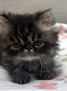 Panda is a Beautiful Chocolate Tabby Boy - Persian Kitten For Adoption - Las Vegas&comma; NV&comma; US