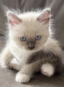 May 24th Ragdoll Blue Point Male Socked Mitted - Ragdoll Kitten For Sale - Central Nyack&comma; NY&comma; US