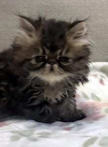 Rolo is a Sweet Chocolate Tabby Boy - Persian Kitten For Adoption - Las Vegas, NV, US Rolo is a Sweet Chocolate Tabby Boy - Persian Kitten For Adoption - Las Vegas, NV, US