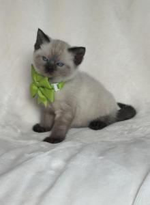 luna - Siamese Kitten For Sale - Westfield&comma; MA&comma; US