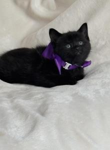 Bella - Manx Kitten For Sale - Westfield, MA, US Bella - Manx Kitten For Sale - Westfield, MA, US