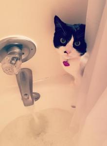 Kitty - Domestic Cat For Adoption - Elsmere&comma; DE&comma; US