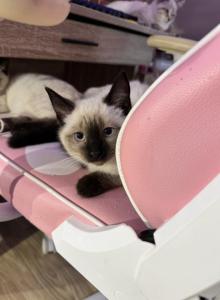 Seal point female - Siamese Kitten For Sale - Hampden, MA, US Seal point female - Siamese Kitten For Sale - Hampden, MA, US