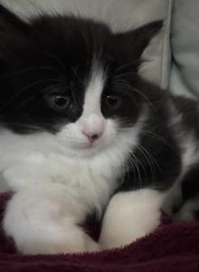 TEDDY - Domestic Kitten For Sale - Harwood Heights&comma; IL&comma; US