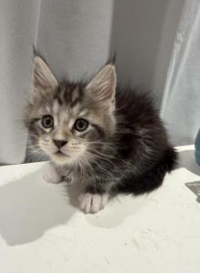 Brad - Maine Coon Cat For Sale - Jacksonville, FL, US Brad - Maine Coon Cat For Sale - Jacksonville, FL, US