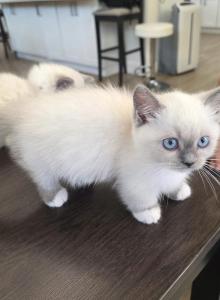 Snowball - Munchkin Kitten For Sale - Anaheim&comma; CA&comma; US