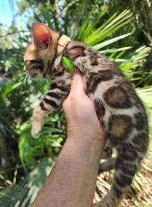Bengal kitten male available for sale - Bengal Kitten For Sale - Saint Augustine, FL, US Bengal kitten male available for sale - Bengal Kitten For Sale - Saint Augustine, FL, US