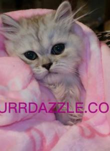Persian Kitten - Persian Kitten For Sale - Tampa, FL, US Persian Kitten - Persian Kitten For Sale - Tampa, FL, US