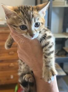 Belle - Bengal Kitten For Sale - Vandalia, OH, US Belle - Bengal Kitten For Sale - Vandalia, OH, US