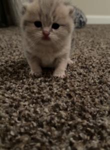 Na - British Shorthair Kitten For Sale - Lodi, CA, US Na - British Shorthair Kitten For Sale - Lodi, CA, US