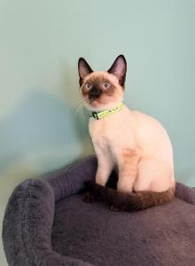 HARLEY - Siamese Kitten For Sale - Philadelphia, PA, US HARLEY - Siamese Kitten For Sale - Philadelphia, PA, US