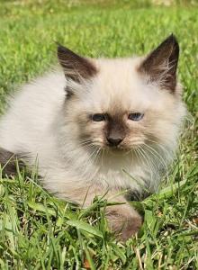 Siberian male - Siberian Kitten For Sale - White Plains, NY, US Siberian male - Siberian Kitten For Sale - White Plains, NY, US