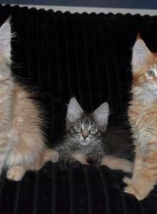 Maine Coon kittens  TICA Registered - Maine Coon Kitten For Sale - Portland&comma; ME&comma; US
