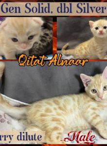 Qitat Alnaar - Bengal Kitten For Sale - Rio Vista, CA, US Qitat Alnaar - Bengal Kitten For Sale - Rio Vista, CA, US
