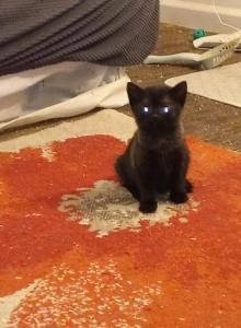 Vader - American Shorthair Kitten For Adoption - Allentown, PA, US Vader - American Shorthair Kitten For Adoption - Allentown, PA, US