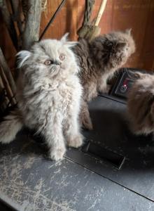 precious pearl - Persian Kitten For Sale - Mora&comma; NM&comma; US