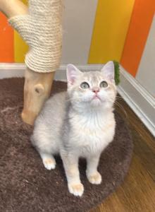 Sky - British Shorthair Kitten For Sale - Queens, NY, US Sky - British Shorthair Kitten For Sale - Queens, NY, US
