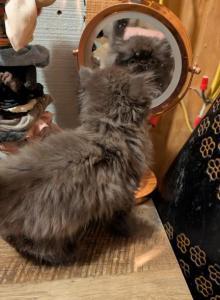 big boy brown - Persian Kitten For Sale - Mora, NM, US big boy brown - Persian Kitten For Sale - Mora, NM, US