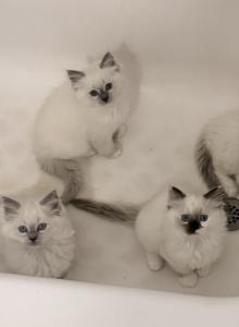 No name - Ragdoll Kitten For Sale - Cleveland, OH, US No name - Ragdoll Kitten For Sale - Cleveland, OH, US