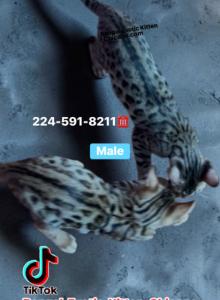 BENGAL KITTEN  CHARCOAL MALE - Bengal Kitten For Sale - IL&comma; US