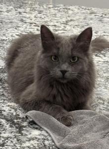Fiona - Nebelung Cat For Adoption - Sun City, AZ, US Fiona - Nebelung Cat For Adoption - Sun City, AZ, US