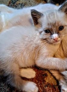 Fancy kittens - Siamese Kitten For Sale - Carrollton, TX, US Fancy kittens - Siamese Kitten For Sale - Carrollton, TX, US