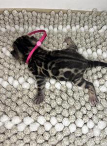 DaisysLitter - Bengal Kitten For Sale - Natchitoches, LA, US DaisysLitter - Bengal Kitten For Sale - Natchitoches, LA, US