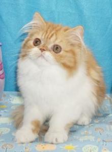 Red Tabby and White female - Persian Kitten For Sale - CA&comma; US