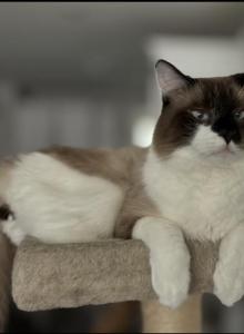 Luis - Ragdoll Cat For Sale - Sun City, AZ, US Luis - Ragdoll Cat For Sale - Sun City, AZ, US