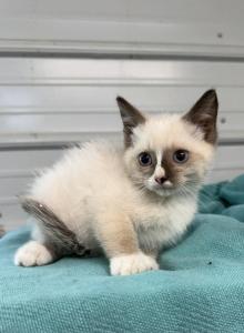 Daisy - Balinese Kitten For Sale - Milton, FL, US Daisy - Balinese Kitten For Sale - Milton, FL, US