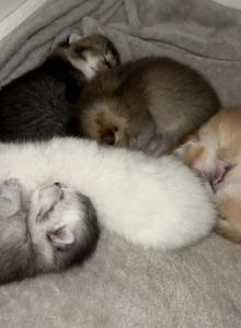 Sanny litter - Scottish Fold Kitten For Sale - Eden Prairie, MN, US Sanny litter - Scottish Fold Kitten For Sale - Eden Prairie, MN, US