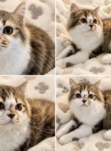 Falcone - Persian Kitten For Sale - Lehigh Acres&comma; FL&comma; US