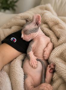 Dwelf - Sphynx Kitten For Sale - Aventura&comma; FL&comma; US