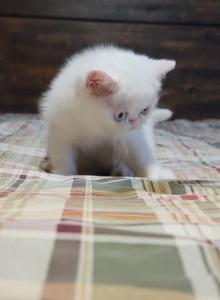 BLUE EYED WHITE EXOTIC SHORTHAIR BABY BOY CFA REG - Exotic Kitten For Sale - PA&comma; US