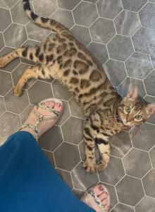 Mario - Bengal Kitten For Sale - Tallahassee&comma; FL&comma; US